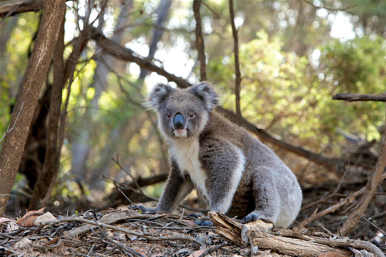 Coexisting with Wildlife: Reducing Conflicts and Building Harmony